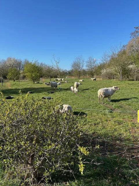 Schapen in een weiland